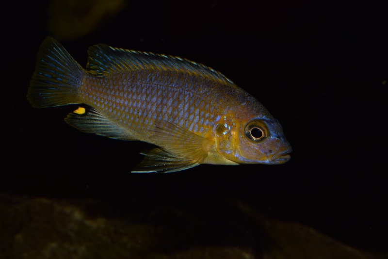 Maylandia flavifemina 'Chidunga Rocks'